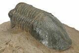 Corynexochid (Paralejurus) Trilobite - Lghaft, Morocco #210166-4